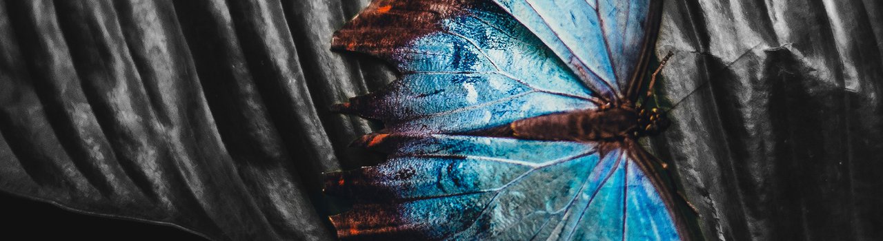 Butterfly - Thumbnail