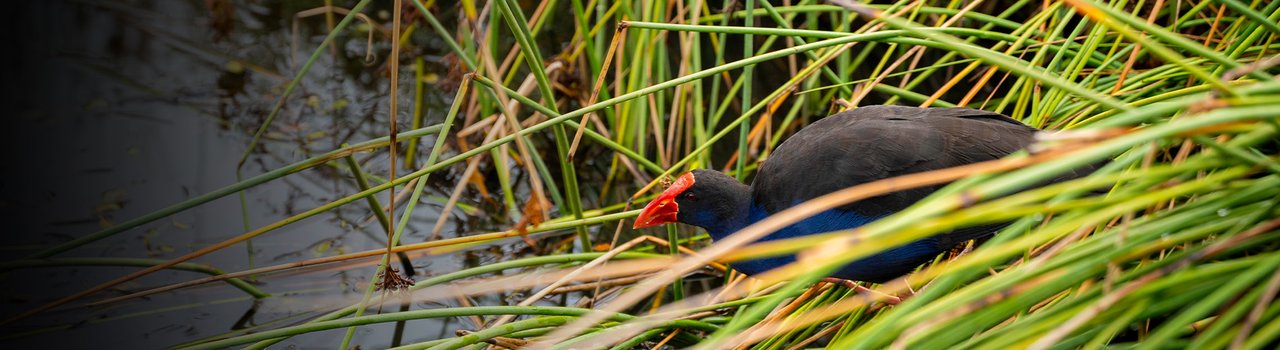 climate_banner_action-impact