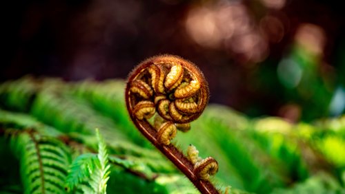 Te Tiriti O Waitangi Module