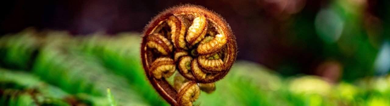 Te-Tiriti-o-Waitangi_Banner-1296x350